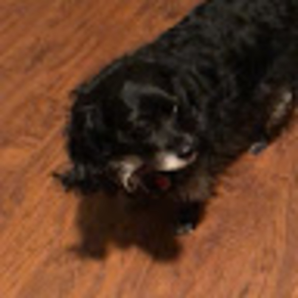 Meet your Posher, Nikita